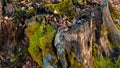 Stump with green moss in the forest