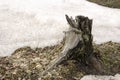 Stump on the ground and snow. Early spring Royalty Free Stock Photo