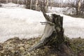 Stump on the ground and snow. Early spring Royalty Free Stock Photo