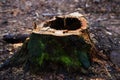 Stump with a hole ,rotten, standing in a Park or in a forest with pine trees