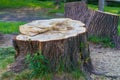 A stump from a huge tree in the park, cutting down trees in the summer Royalty Free Stock Photo