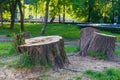 A stump from a huge tree in the park, cutting down trees in the summer Royalty Free Stock Photo