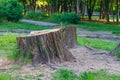 A stump from a huge tree in the park, cutting down trees in the summer Royalty Free Stock Photo