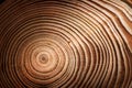 Stump of larch tree felled - section of the trunk with annual rings. Slice larch wood. Wood texture on a tree cut Royalty Free Stock Photo
