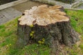 The stump of a large sawn tree with young green shoots