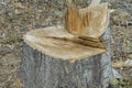 A stump from a large tree Royalty Free Stock Photo