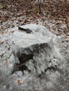 A stump from a large tree covered with ice in winter Royalty Free Stock Photo