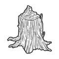 Stump made by beaver sketch engraving vector Royalty Free Stock Photo