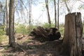 The Stump of a Maple Tree