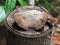 Stump with moisture in the rainy season cause mushroom.