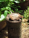 Stump with moisture in the rainy season cause mushroom.