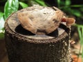 Stump with moisture in the rainy season cause mushroom.