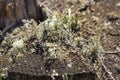 Stump in the moss in autumn forest Royalty Free Stock Photo