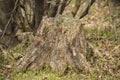 Stump with moss in the forest Royalty Free Stock Photo
