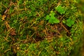 Stump with moss in the forest Royalty Free Stock Photo