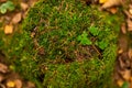 Stump with moss in the forest Royalty Free Stock Photo