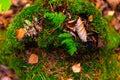 Stump with moss in the forest Royalty Free Stock Photo