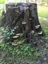 Stump mushrooms