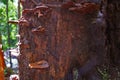 Stump Mushrooms Old Tropical Golden Hour Forest Background