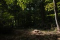 Stump of a newly sawed tree with illuminating sunlight