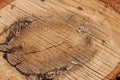 Stump of oak tree felled - section of the trunk with annual rings. Slice wood Royalty Free Stock Photo