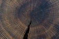 Stump of oak tree felled - section of the trunk with annual rings