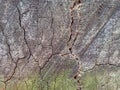 Stump of oak tree felled - section of the trunk with annual rings. Slice wood of old tree Royalty Free Stock Photo