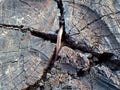 Stump of oak tree felled - section of the trunk with annual rings. Slice wood of old tree Royalty Free Stock Photo