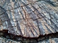 Stump of oak tree felled - section of the trunk with annual rings. Slice wood of old tree Royalty Free Stock Photo