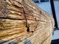 Stump of oak tree felled - section of the trunk with annual rings. Slice wood of old tree Royalty Free Stock Photo