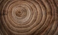 Stump of oak tree felled - section of the trunk with annual rings. Slice wood. Tree species oak Royalty Free Stock Photo