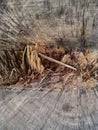 A stump from an old acacia tree Royalty Free Stock Photo