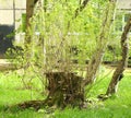 Stump of an old cut tree sprouted with young green shoots