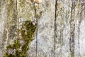 Stump of an old felled tree covered with green moss in the old forest. Texture. Royalty Free Stock Photo