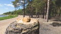 Stump of the old pine. broken dry tree Royalty Free Stock Photo