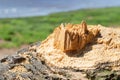 Stump of the old pine. broken dry tree Royalty Free Stock Photo