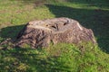 Stump of an old pine tree Royalty Free Stock Photo