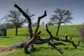 The stump of an old tree.