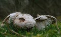 Stump Puffball Fungi Lycoperdon pyriforme Releases Its Spores