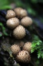 Stump Puffball - Lycoperdon pyriforme