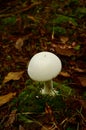 Stump puffball mushroom Royalty Free Stock Photo