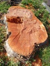 Stump of a plane tree with sawdust chips