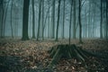 The stump remained on the fallen tree in a dark, misty forest.