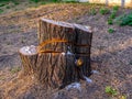 The stump remained from the sawn tree
