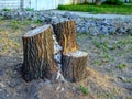 The stump remained from the sawn tree