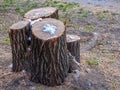 The stump remained from the sawn tree