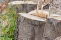 Stump in rubber field Royalty Free Stock Photo