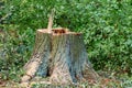 Stump of a sawn big old poplar in the green park. planned felling of dry trees. Royalty Free Stock Photo