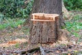 Stump of a sawn big old poplar in the green park. planned felling of dry trees Royalty Free Stock Photo