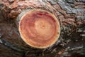 Stump of a sawn branch, with year rings Royalty Free Stock Photo